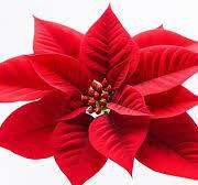 Red Poinsettia Flower Seeds for Planting - Fragrant Blooms, Heirloom, Non-GMO & High Germination Garden Seeds