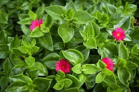 Aptenia Cordifolia Flower Seeds for Planting - Wildflower Mix, Heirloom, Non-GMO & High Germination Garden Seeds, 100pcs