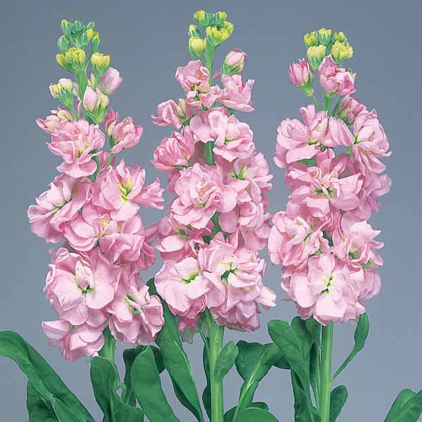 Baby Pink Matthiola Incana Flower Seeds for Planting – Heirloom Non-GMO, High Germination Garden Seeds