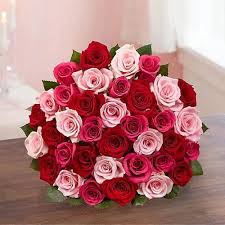 Red Pink Rose Flower Seeds for Planting - Seasonal Bloomer, Heirloom, Non-GMO & High Germination Garden Seeds, 100pcs