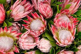 Protea Flower Seeds for Planting - Sun Loving, Heirloom, Non-GMO & High Germination Garden Seeds, 100pcs