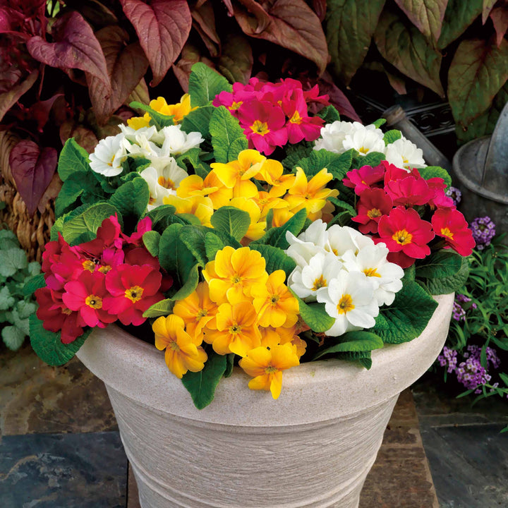 Mixed Primula Flower Seeds – Wildflower Mix, Heirloom & Non-GMO Seeds for Planting Home Gardens