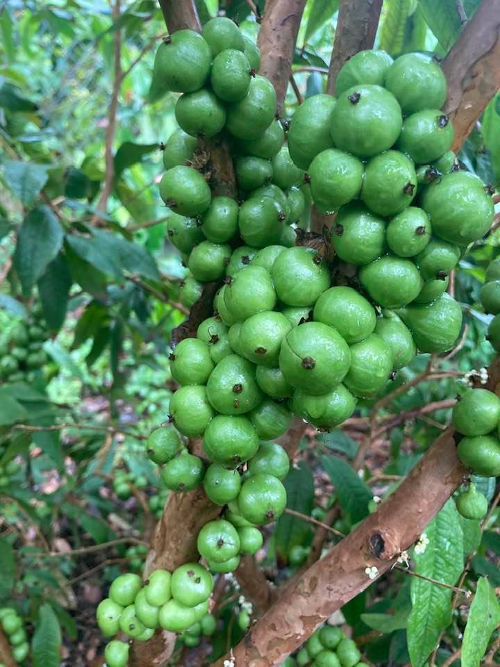 White Jabuticaba seeds for planting - Heirloom & Non-GMO sweet grape-like fruit garden seeds