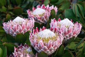 Protea Flower Seeds for Planting - Sun Loving, Heirloom, Non-GMO & High Germination Garden Seeds, 100pcs