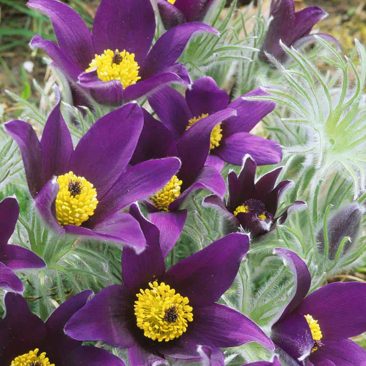 Flower Seeds, Seeds,Seeds For Planting,Plant Seeds
