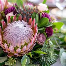 Protea Flower Seeds for Planting - Sun Loving, Heirloom, Non-GMO & High Germination Garden Seeds, 100pcs