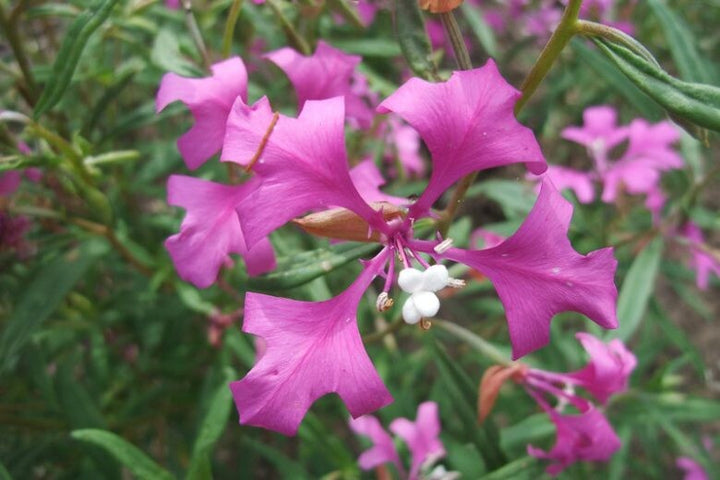Purple Elegant Clarkia Flower Seeds for Planting – Heirloom Non-GMO, High Germination Organic Garden Seeds