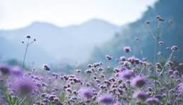 Purple Landscape Autumn Flower Seeds for Planting - Drought Tolerant, Heirloom, Non-GMO & High Germination Garden Seeds, 100pcs