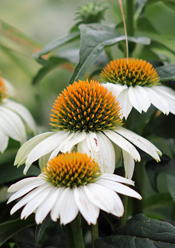 White Echinacea Flower Seeds for Planting – Vibrant Colors, Heirloom, Non-GMO, Home Garden