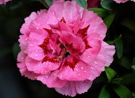 Pink Caryophyllus Flower Seeds for Planting - Shade Tolerant, Heirloom, Non-GMO & High Germination Garden Seeds, 100pcs