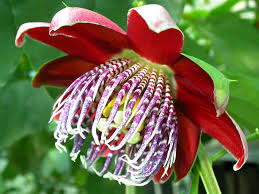 Red Passiflora Alata Flower Seeds for Planting - Premium Quality, Heirloom, Non-GMO & High Germination Garden Seeds, 100pcs