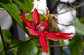 Red Passiflora Alata Flower Seeds for Planting - Premium Quality, Heirloom, Non-GMO & High Germination Garden Seeds, 100pcs