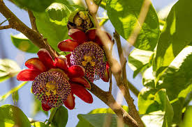 Red Passiflora Alata Flower Seeds for Planting - Premium Quality, Heirloom, Non-GMO & High Germination Garden Seeds, 100pcs