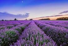 Purple Landscape Autumn Flower Seeds for Planting - Drought Tolerant, Heirloom, Non-GMO & High Germination Garden Seeds, 100pcs