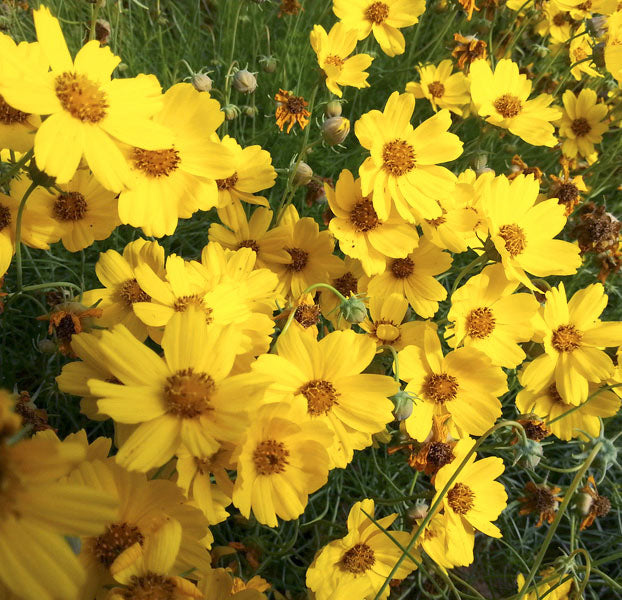 Flower Seeds, Seeds,Seeds For Planting,Plant Seeds