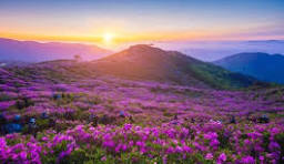 Purple Landscape Autumn Flower Seeds for Planting - Drought Tolerant, Heirloom, Non-GMO & High Germination Garden Seeds, 100pcs