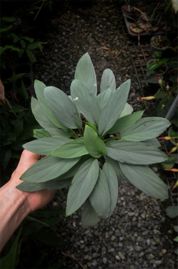 Green Humilis Silver Flower Seeds for Planting | Heirloom Non-GMO High Germination Organic Garden Seeds