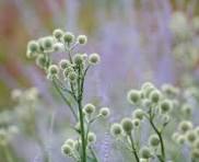 White Rattlesnake Master Flower Seeds for Planting - Colorful Display, Heirloom, Non-GMO & High Germination Garden Seeds, 100pcs