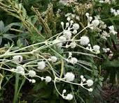 White Rattlesnake Master Flower Seeds for Planting - Colorful Display, Heirloom, Non-GMO & High Germination Garden Seeds, 100pcs