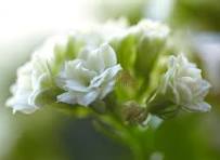 White Kalanchoe Flower Seeds for Planting - Low Maintenance, Heirloom, Non-GMO & High Germination Garden Seeds, 100pcs