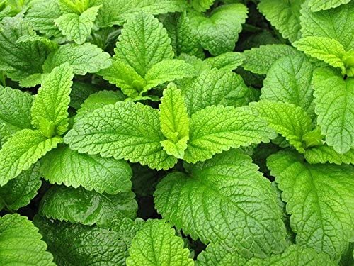 Lemon Balm Mint Herb Seeds for Planting – Heirloom, Non-GMO Seeds Recommended for Culinary Gardens