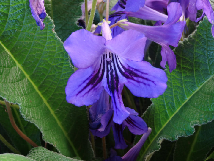 Streptocarpus Flower Seeds for Planting – Heirloom Non-GMO, High Germination Organic Garden Seeds