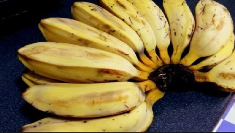 Saba Banana Fruit Seeds for Planting – Heirloom Non-GMO Vibrant Tropical High Germination Organic Garden Seeds
