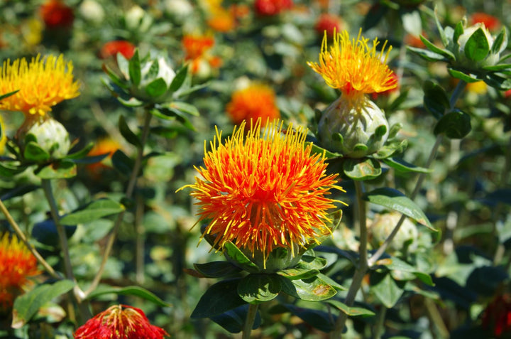 SafFlower Seeds for Planting – Heirloom Non-GMO, High Germination Organic Garden Seeds