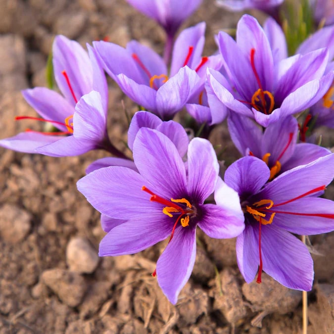 Heirloom Crocus Sativus Flower seeds for Planting - Hardy Variety, Heirloom & GMO Free Seeds for Home Garden, 100 pcs