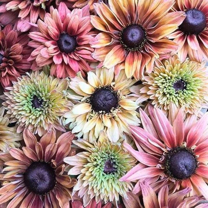 Rudbeckia Sahara Flower Seeds for Planting – Heirloom Non-GMO, High Germination Organic Garden Seeds