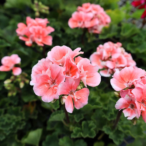 Flower Seeds, Seeds,Seeds For Planting,Plant Seeds
