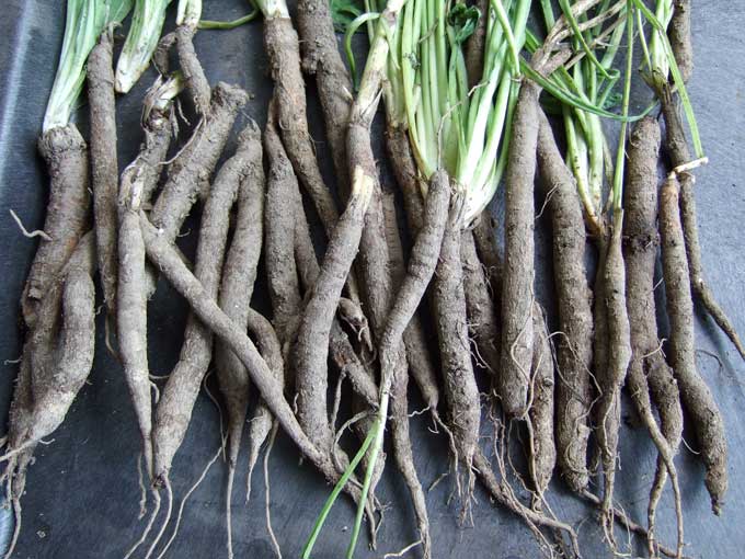 Salsify Seeds – Heirloom Non-GMO Unique Root Vegetable Seeds for Planting, Organic Garden Seeds, High Germination