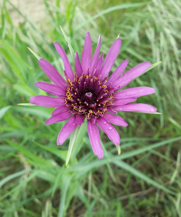 Salsify Edible Flower Seeds for Planting - Heirloom, Non-GMO, High Germination Organic Garden Seeds