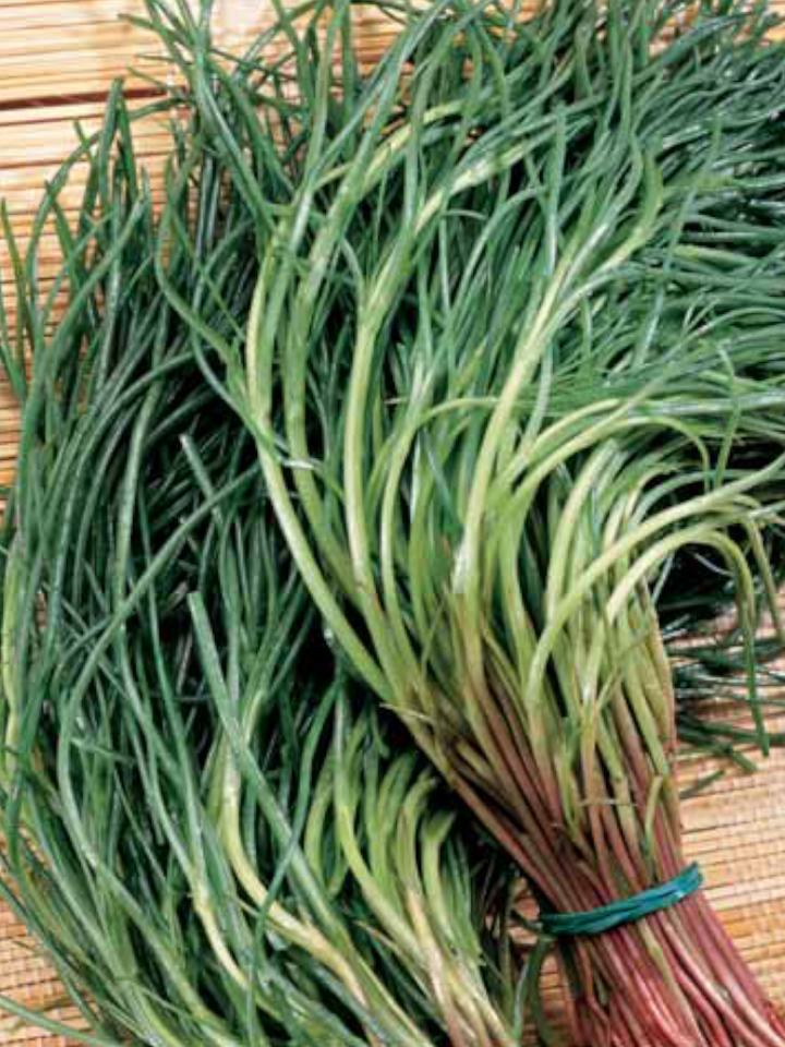 Saltwort Herb Seeds for Planting – Heirloom, Non-GMO, Organic Garden Seeds with High Germination for Culinary Use