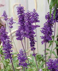 Violet Farinacea Flower Seeds for Planting – Heirloom, Non-GMO, High Germination Garden Seeds