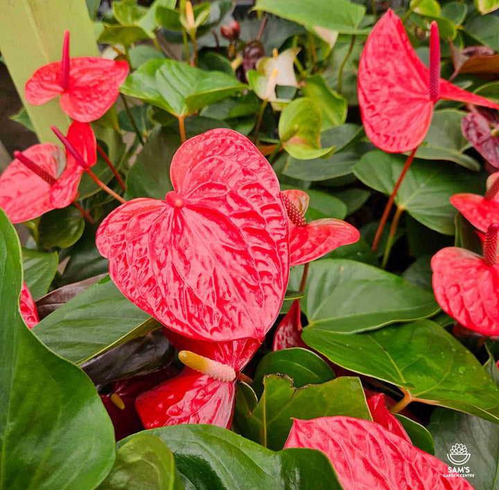 Anthurium Andraeanu Maroon Flower Seeds for Planting – Heirloom, Non-GMO, High Germination Organic Garden Seeds