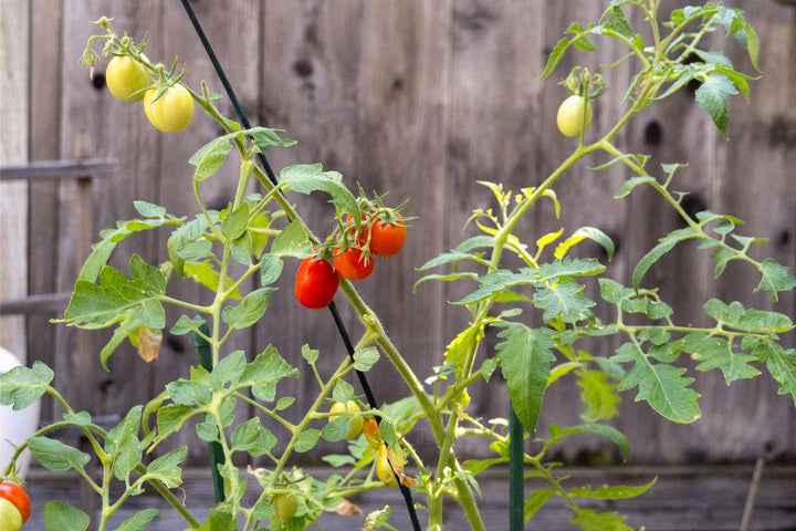 San Marzano Tomato Seeds – Heirloom Non‑GMO Classic Italian Vegetable Seeds for Planting, Organic Garden Seeds