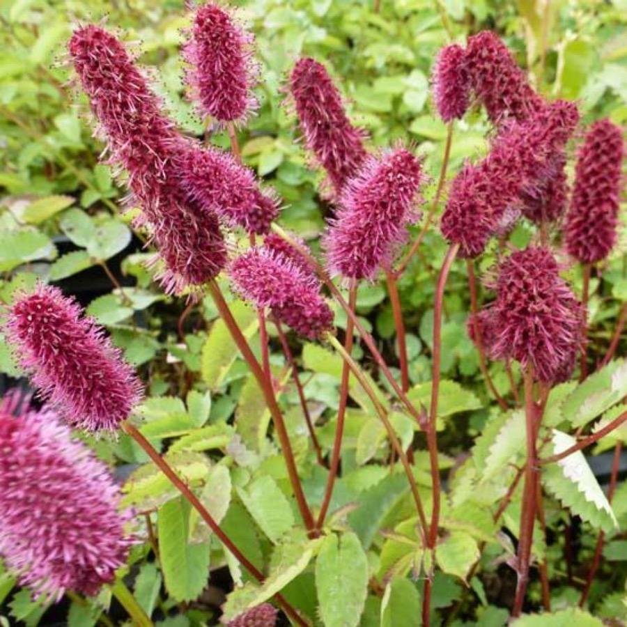 Flower Seeds, Seeds,Seeds For Planting,Plant Seeds