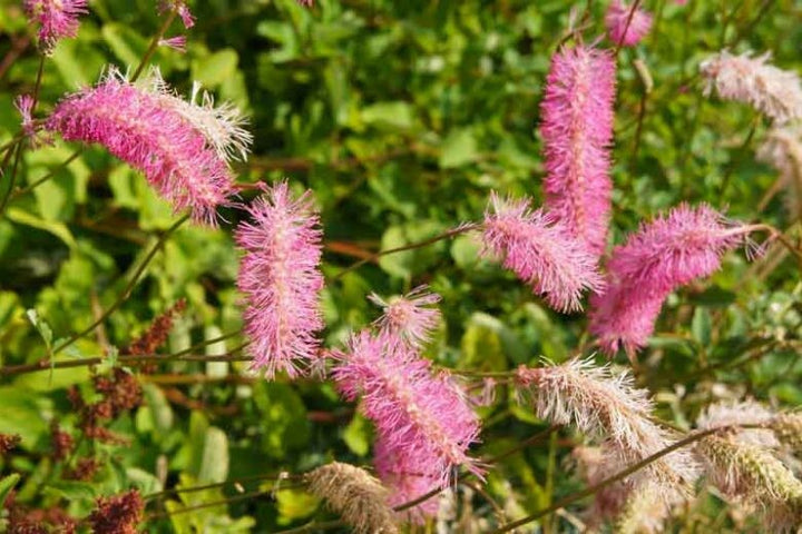 Pink Alaskan Burnet Flower Seeds for Planting – Heirloom Non-GMO, High Germination Organic Garden Seeds