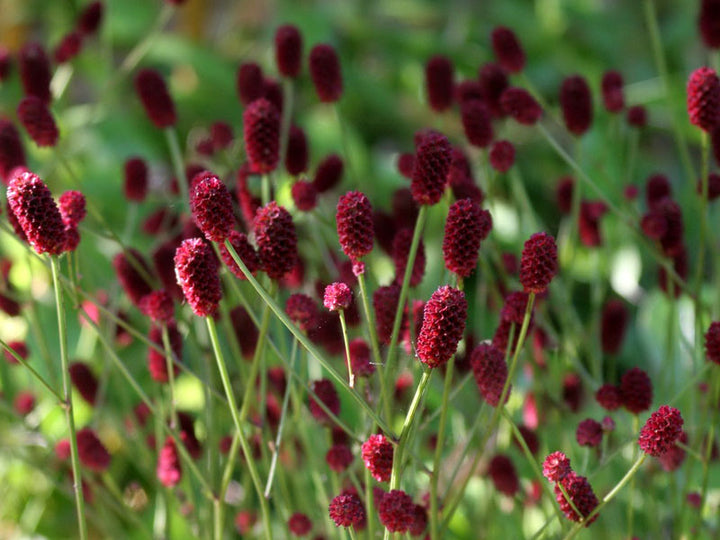 Red Sanguisorba Officinalis Herb Seeds for Planting – Heirloom, Non-GMO, Organic Garden Seeds with High Germination