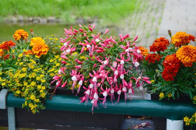 Mixed Colour Fuchsia Flower Seeds for Planting – Heirloom, Non-GMO, High Germination Organic Garden Seeds