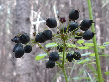 Black Sarsaparilla Herb Seeds – Heirloom, Non-GMO Beginner Approved Seeds for Garden Planting