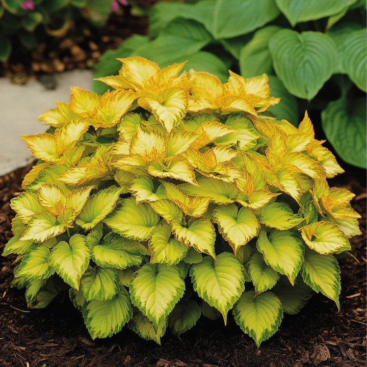 Yellow Dragon Coleus Seeds for Planting – Wildflower Mix, Heirloom & Non-GMO Seeds for Home Garden