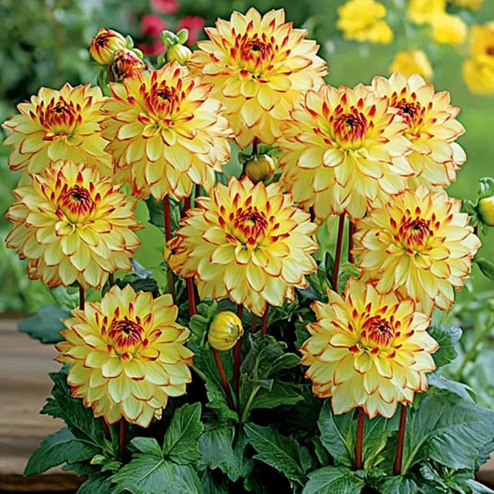 Yellow Red Mix Dahlia Flower Seeds for Planting – Shade Tolerant, Heirloom &amp; Non-GMO Organic Garden Seeds