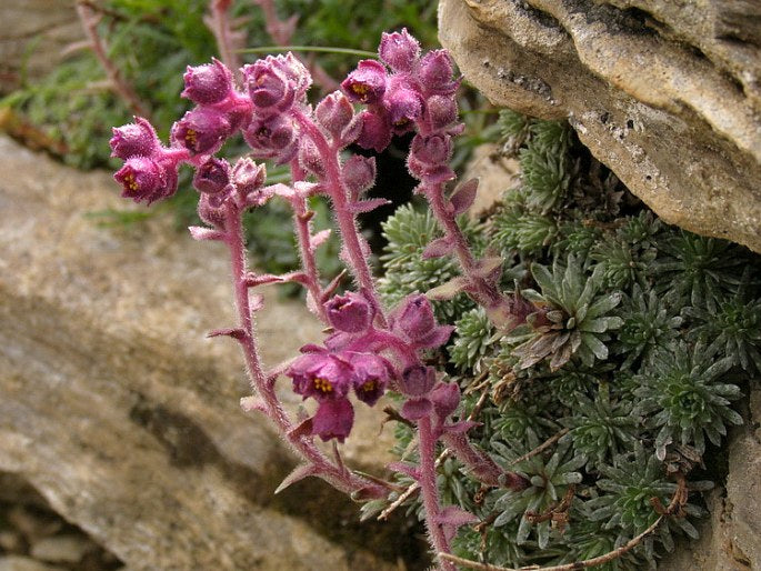 Purple Saxifraga Sempervivum Flower Seeds for Planting – Heirloom, Non-GMO, High Germination Garden Seeds