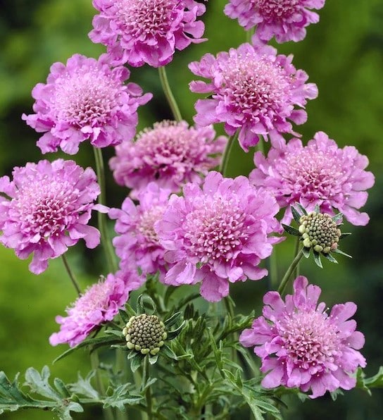 Pink Scabiosa Flower Seeds for Planting – Heirloom Non-GMO, High Germination Organic Garden Seeds
