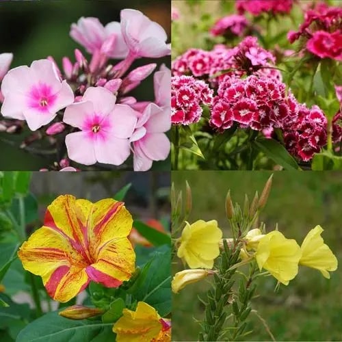 Mixed Color Evening-Scented Flower Seeds for Planting – Heirloom, Non-GMO, Bright Blooms, High Germination
