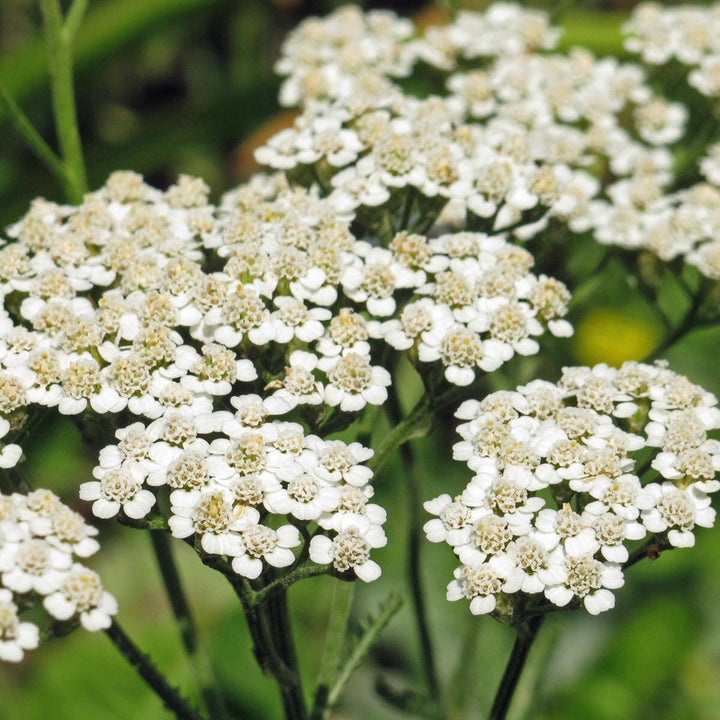 Yarrow Milfoil Seeds for Planting – Heirloom, Non-GMO Medicinal Herb & Pollinator-Friendly Perennial Flowers