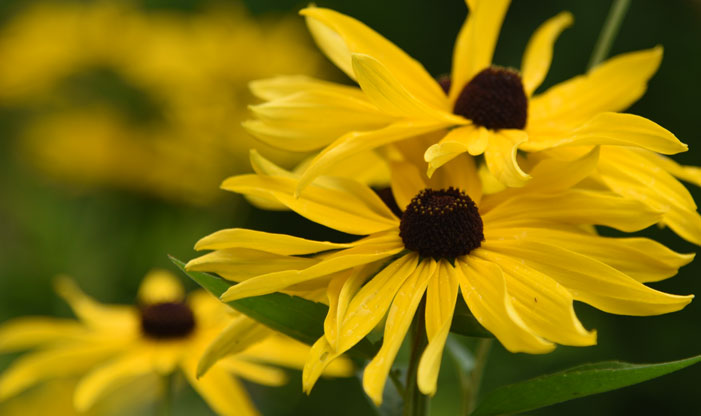 Prairie Flower Seeds for Planting – Heirloom, Non-GMO, High Germination Garden Favorite