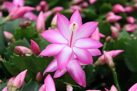 Purple Schlumbergera Flower Seeds for Planting – Exotic Christmas Cactus Blooms for Indoor & Outdoor Gardens